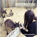 호주여행 코알라와 캥거루 보러 시드니주(Sydney ZOO)로~