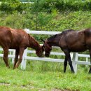 장수목장 이미지