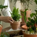 반려식물(홈가드닝) 이미지