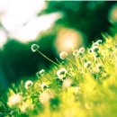 세림광고사