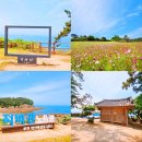 8/29~30/세계유일 위도 순백색 상사화와 대월습곡 내소사전나무와 배롱나무 이미지
