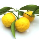 유자약국 이미지