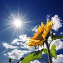 해바라기 이미지