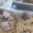 부산햄스터분양 행복햄 이미지