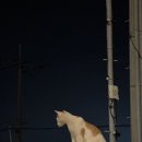제주도게스트하우스파티스테이블