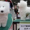 네모강아지 이미지