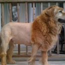 강아지 미용 이미지