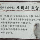 남강오리 이미지