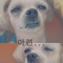 블루밍 펫 살롱 이미지