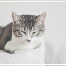 지경희동물병원 이미지