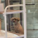 헤이븐동물병원 이미지