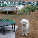 놀다가개 이미지