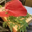 와사비참치일식 이미지