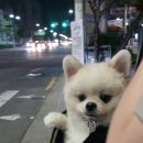 24시 안박동물병원 이미지