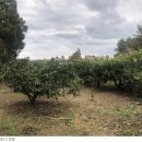 서호동-67 이미지