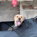 호떡이 02 이미지