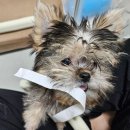 퍼피엔죽 | [강아지 사료 내돈내산 솔직후기 1편 with 까탈쟁이 이달리]