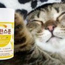 꼬무마켓 네이버블로그