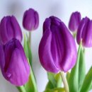 드보라화원
