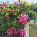 클레마티스 이미지