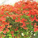 애보박물관 이미지