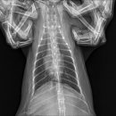 동물병원 더 하임 이미지