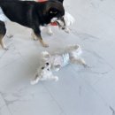 나라라펫 이미지