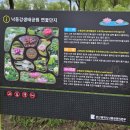세븐일레븐 고운11단지점 | 부산 연꽃 명소 삼락생태공원 연꽃단지 실시간 개화상태 방문 후기 주차장 위치 (26.7.19)