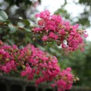 세종청사공인번역행정사사무소 이미지