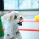 옐레드 애견유치원 & 애견호텔 대전노은점 이미지