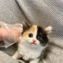 멍품 강아지분양 본점 이미지