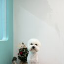 멍블리즈 네이버블로그