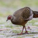 Swinhoe`s Pheasant 이미지