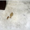 세계조가비박물관 이미지