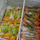 성산올레 이미지