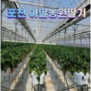 아딸 | 포천 딸기체험 아딸농원 아이랑 다녀온 후기 놀이터 있는 딸기농장