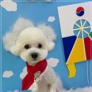 멍멍이샵 이미지