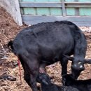 동산흑염소 이미지