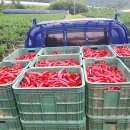 병이농장 이미지