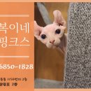 순복이네 스핑크스 이미지