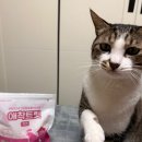 pet for you | 건강한 고양이 간식 찾는 집사라면 굿포펫 애착트릿 치킨트릿 후기