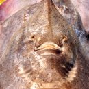 홍어사랑 이미지