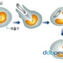 적혈구 [赤血球, erythrocyte], 백혈구 [白血球, leucocyte] 이미지