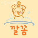 깔꼼 애견미용실 | 오목천동 애견샵 깔꼼 애견미용실 위치.가격.시간.후기