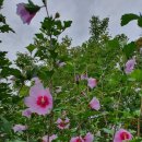 무궁화농원 이미지