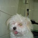 팻 빌리지 이미지