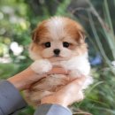 미유펫 강아지고양이 구미점 이미지