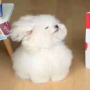 망고파인