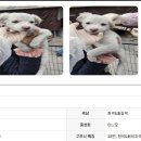 오늘은 솜이, 구름, 사탕 세 아가들이 팅커벨의 품안에 안깁니다. 이미지