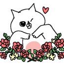 안씨고집 이미지